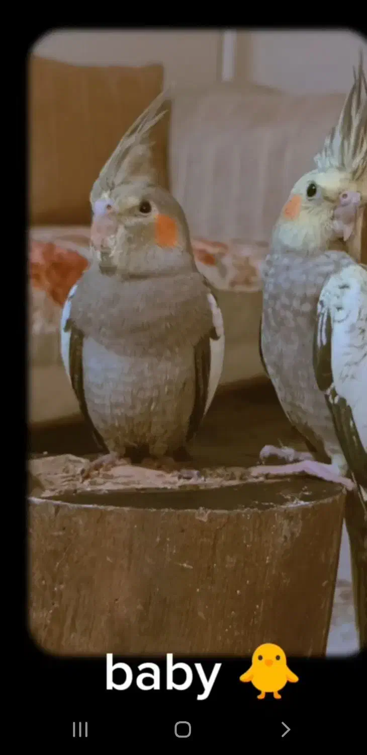 عروس هلندی|پرنده|تهران, جابری|دیوار