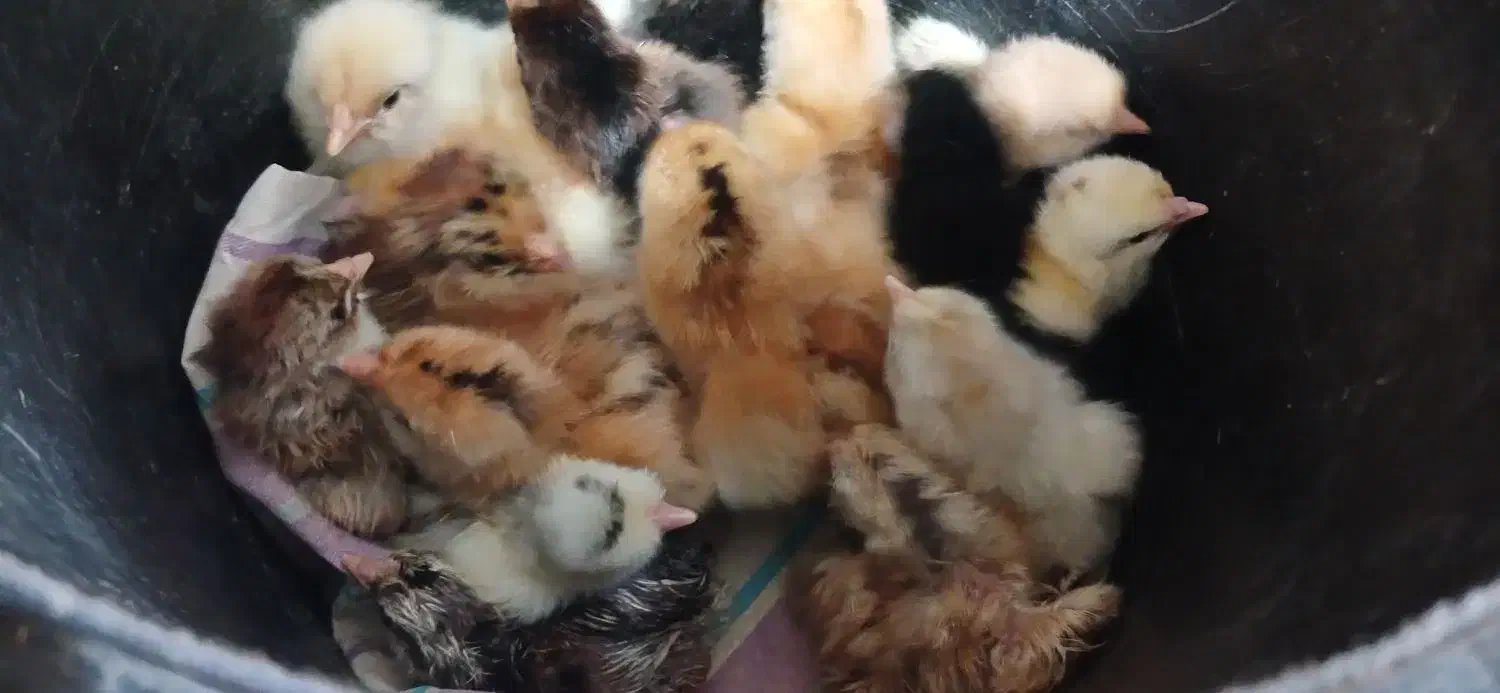 جوجه محلی یک روزه|حیوانات مزرعه|بابل, |دیوار