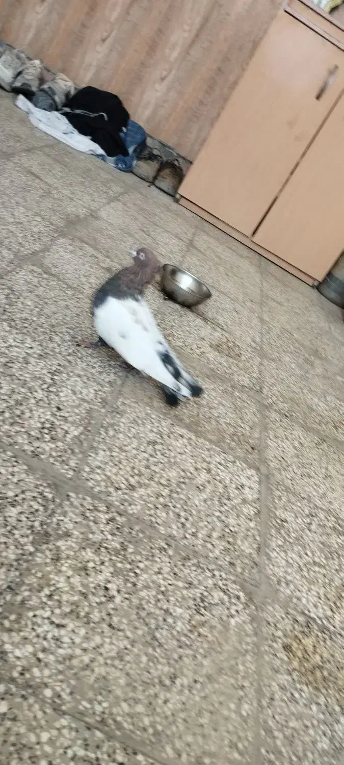 کفتر سینه نر|پرنده|ملکآباد, |دیوار