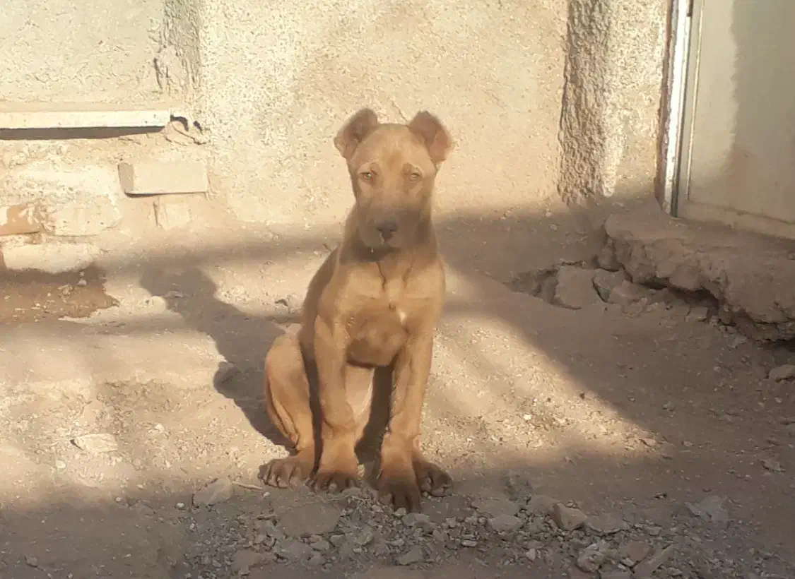 توله ماده سرابی نسلدار|سگ|اقبالیه, |دیوار