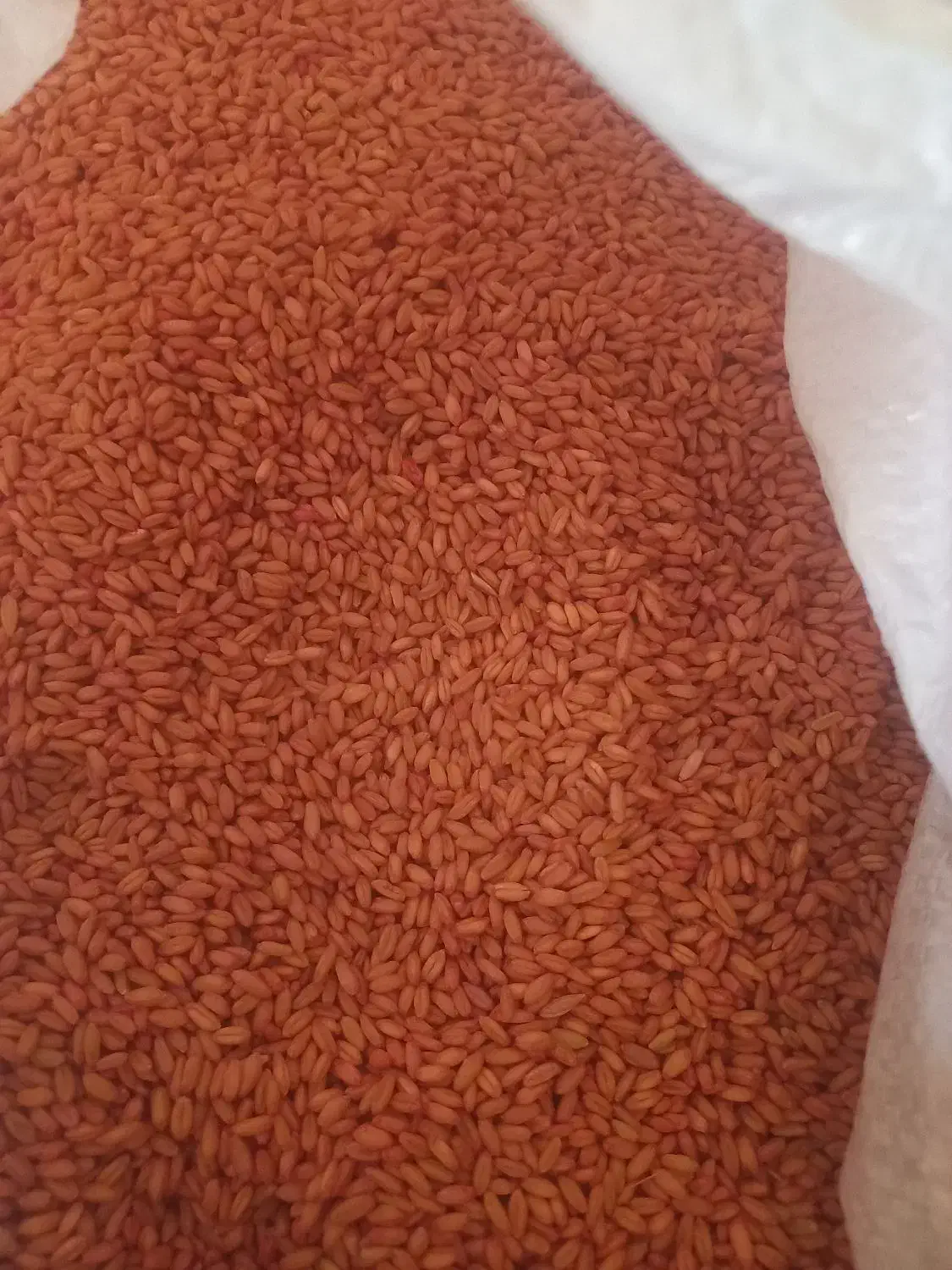 گندموجوبذریدرشت|خدمات باغبانی و درختکاری|قیدار, |دیوار
