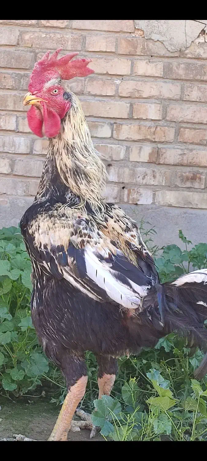 لاری|حیوانات مزرعه|گتوند, |دیوار