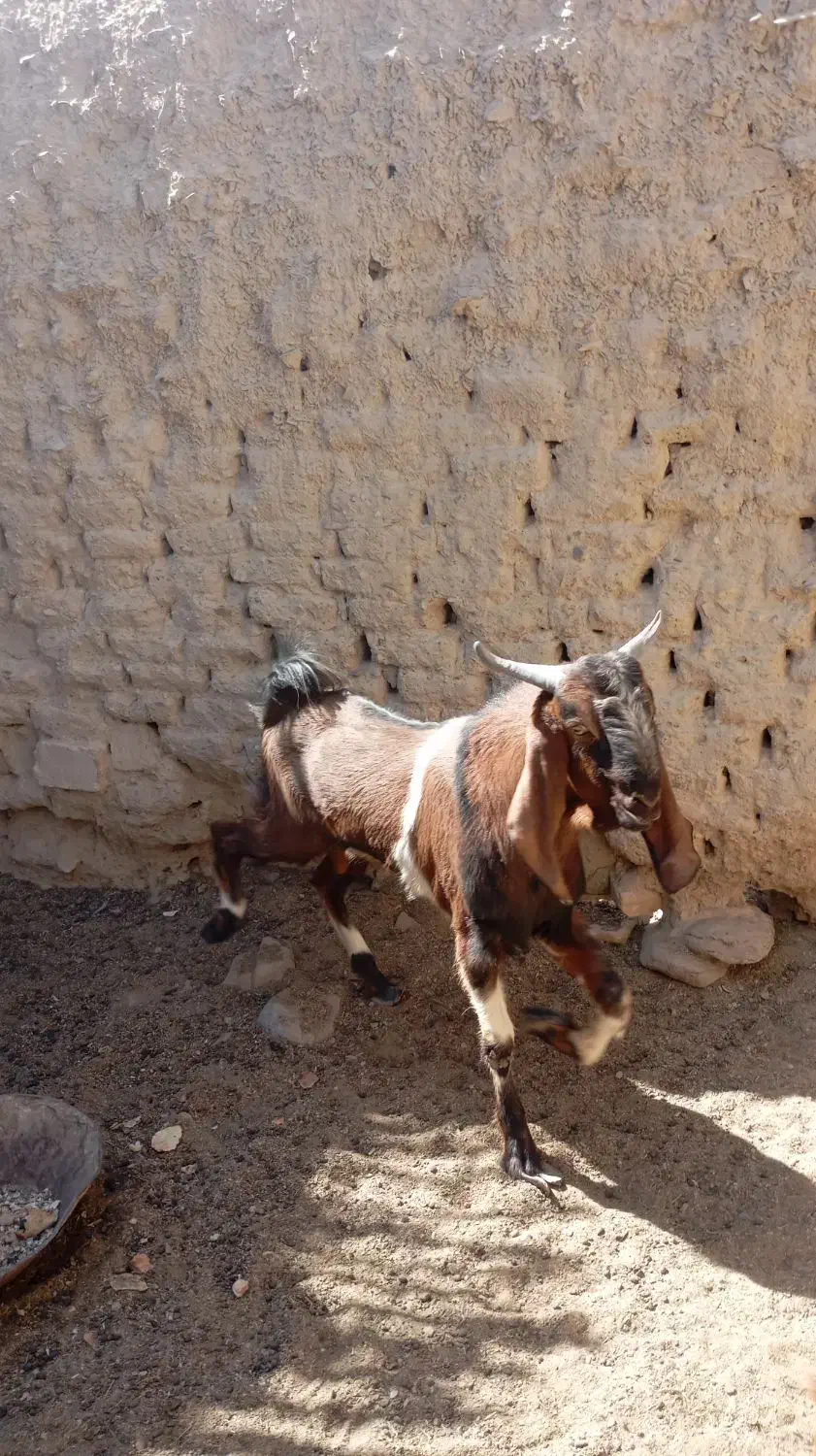 تروشت|حیوانات مزرعه|سراوان, |دیوار