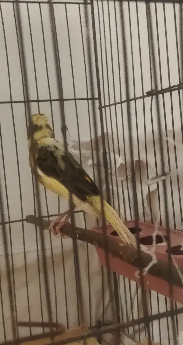 قناری|پرنده|ساروق, |دیوار