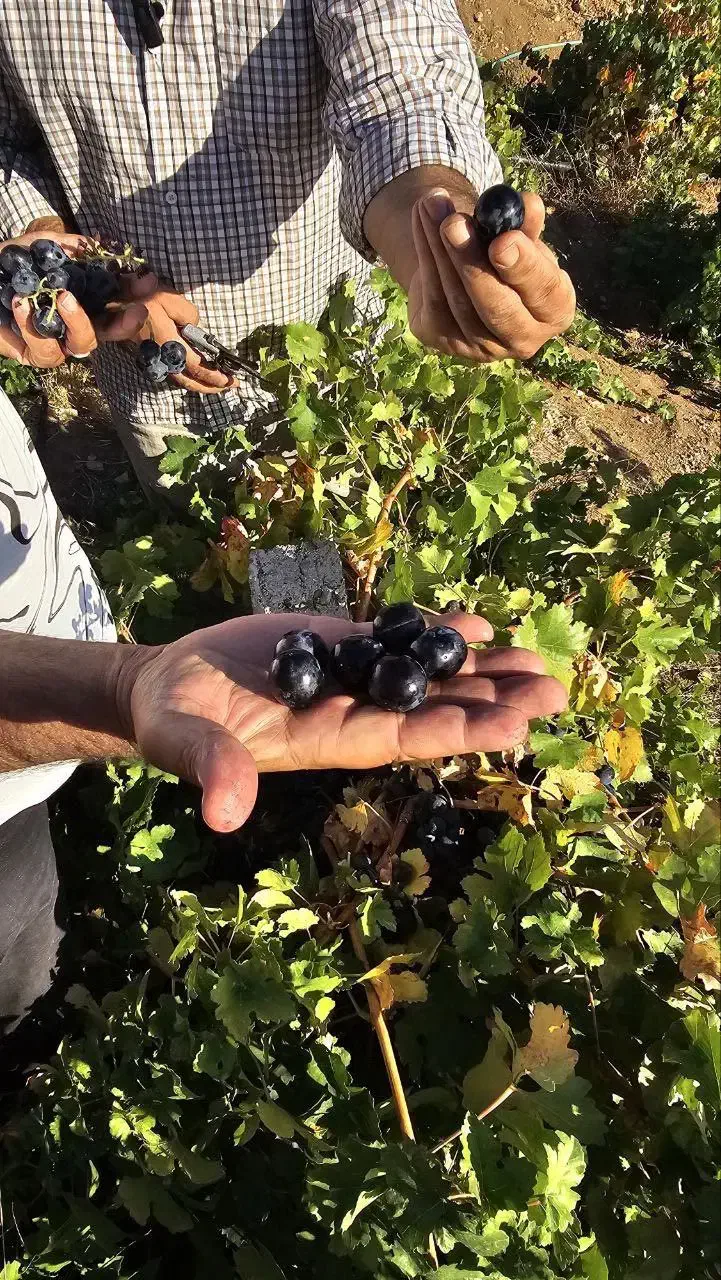 نهال انگور اختصاصی یاسین نهال|خدمات باغبانی و درختکاری|بانه, |دیوار