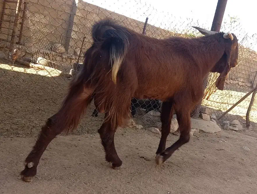 شنگول افغانی معاوضه|حیوانات مزرعه|اندیکا, |دیوار