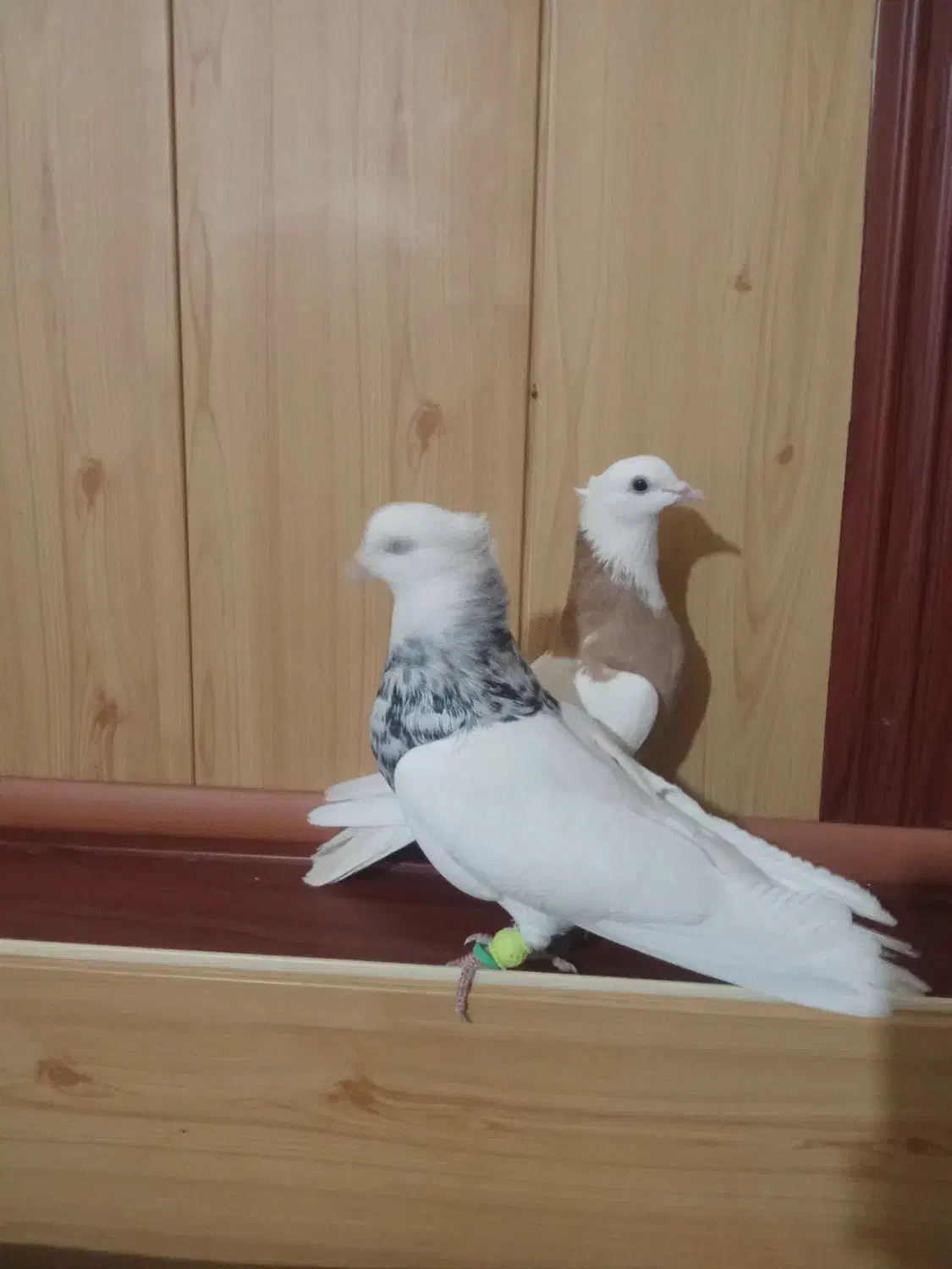 طوقی الماسی|پرنده|گلمکان, |دیوار