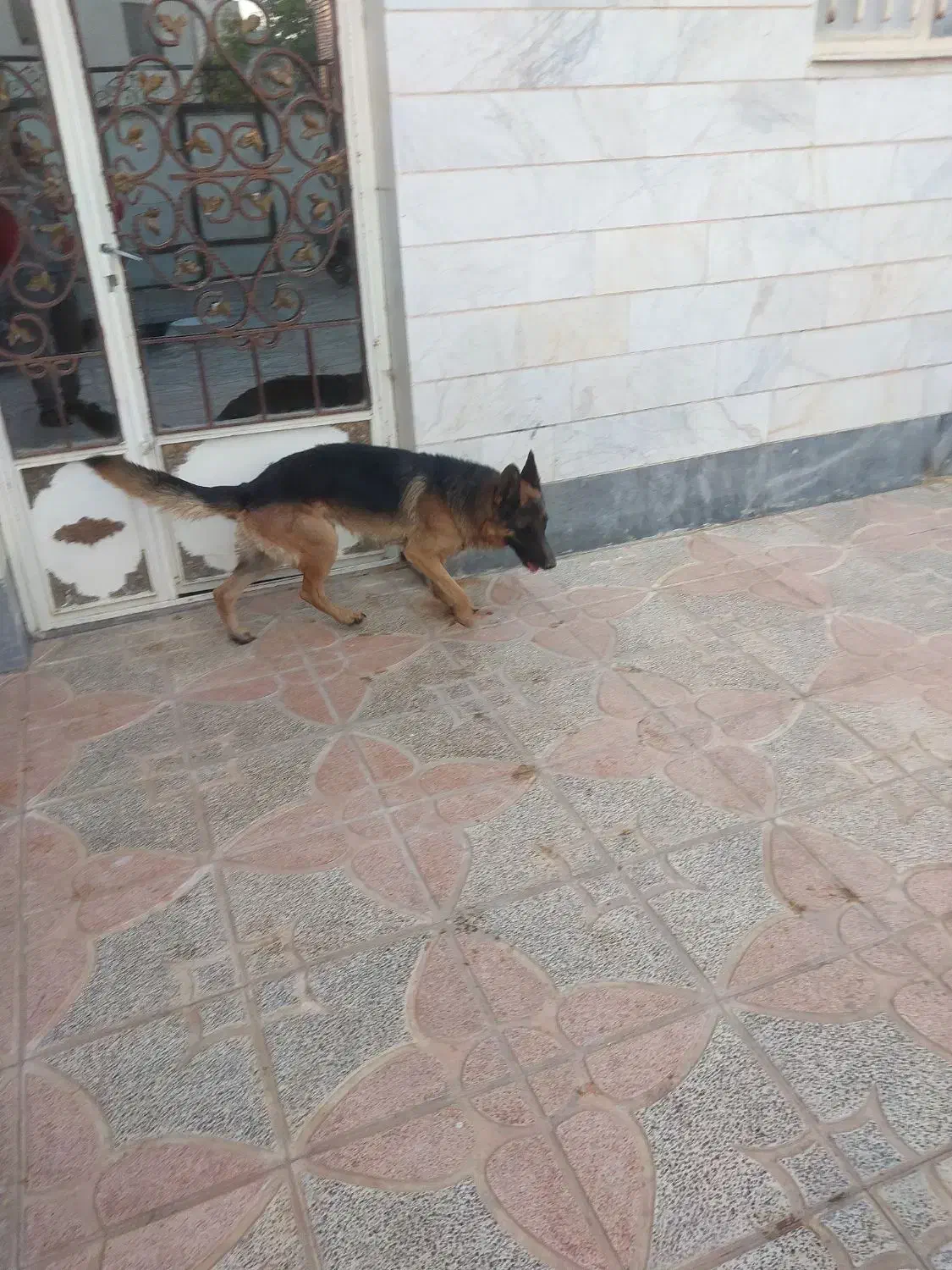 ژرمن شیپرد نر|سگ|شازند, |دیوار