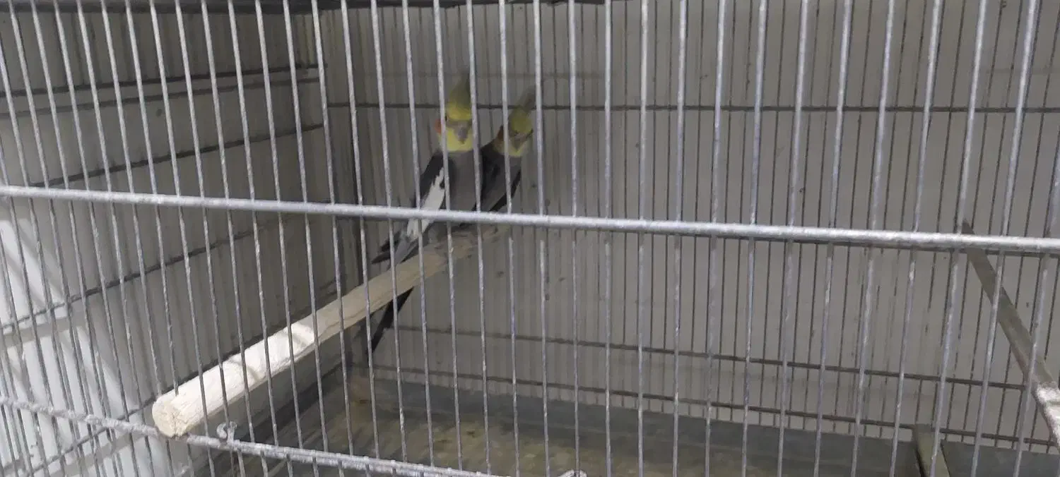 عروس بالغ|پرنده|قزوین, |دیوار