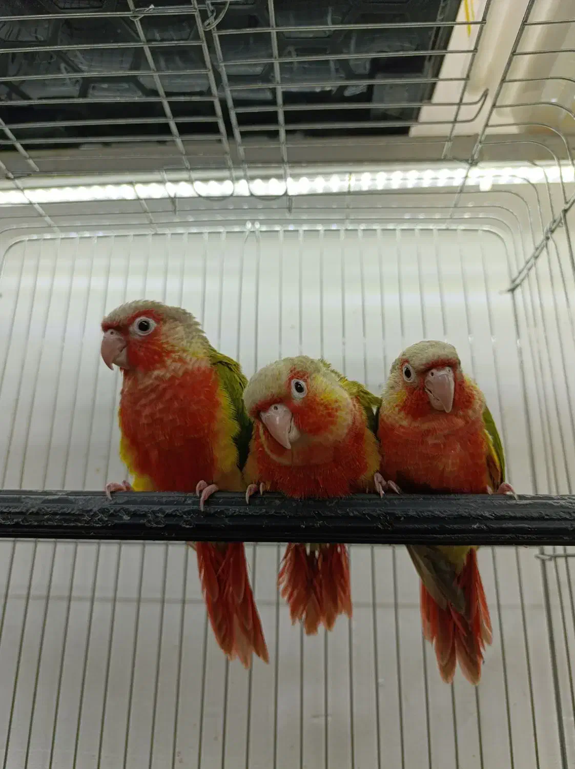 طوطی گرینچیک سرلاکی در رنگ های کلکسیونی|پرنده|قائمشهر, |دیوار