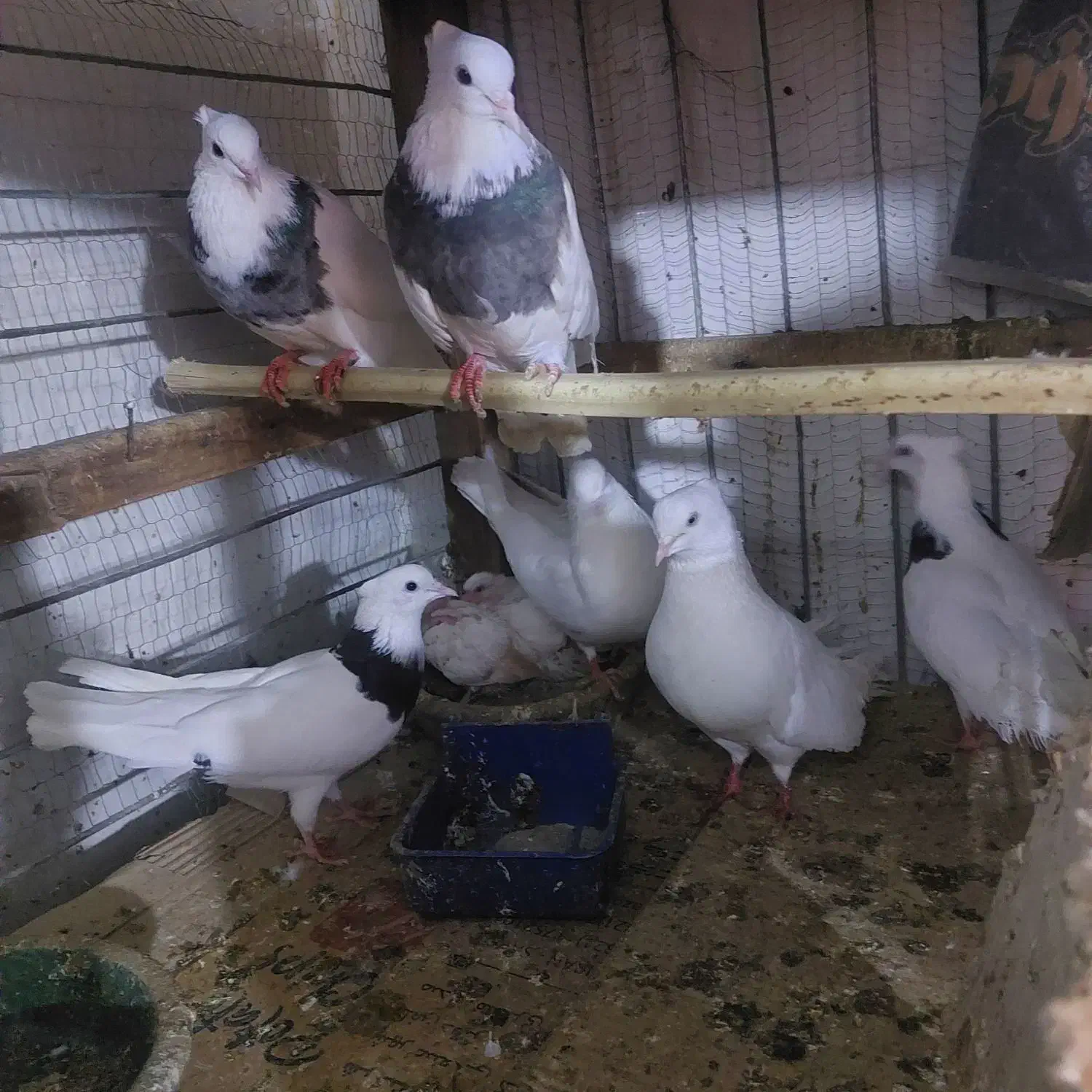 کفترطوقی|پرنده|خرمشهر, |دیوار