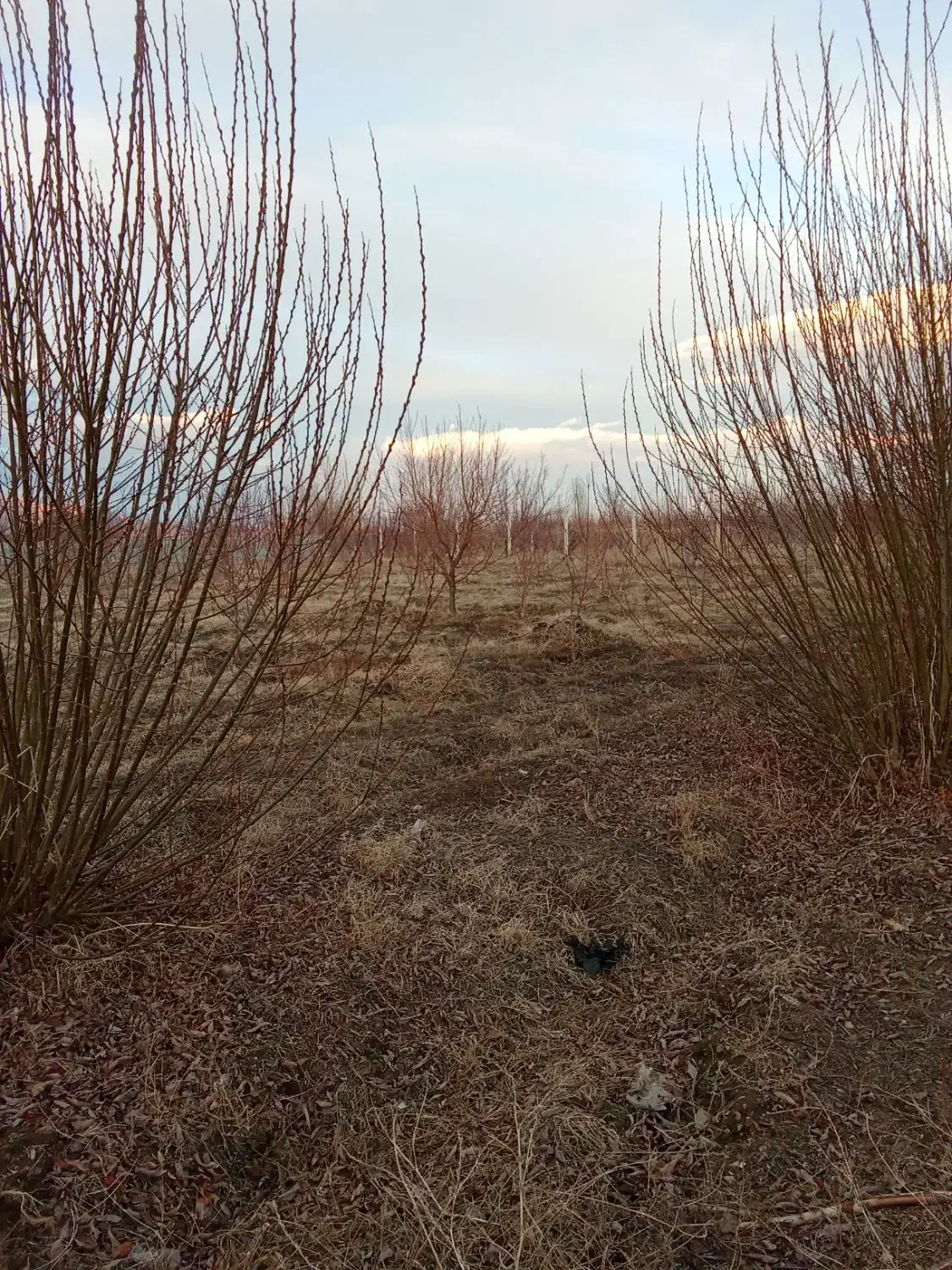 زمین کشاورزی|فروش دفتر صنعتی، کشاورزی، تجاری|انزل, |دیوار