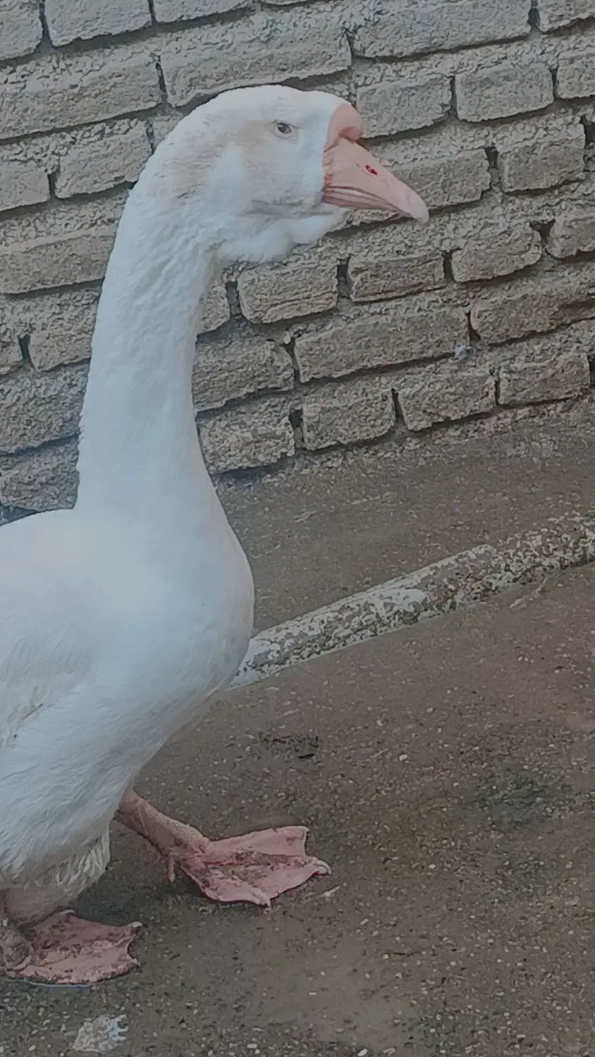 فروش قو غاز لیندا و اردک نر|حیوانات مزرعه|سورک, |دیوار