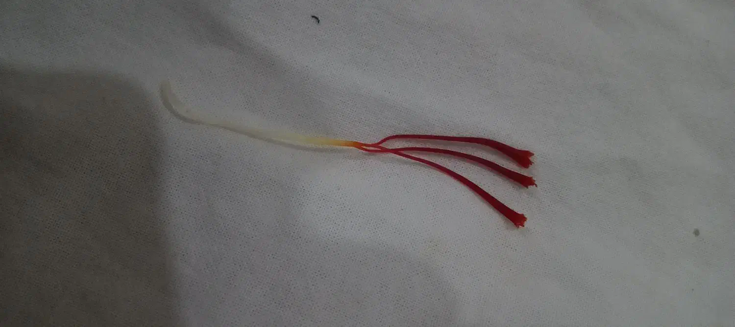 پوشال قلمدار|گل و گیاه طبیعی|تربت جام, زیباکنار|دیوار