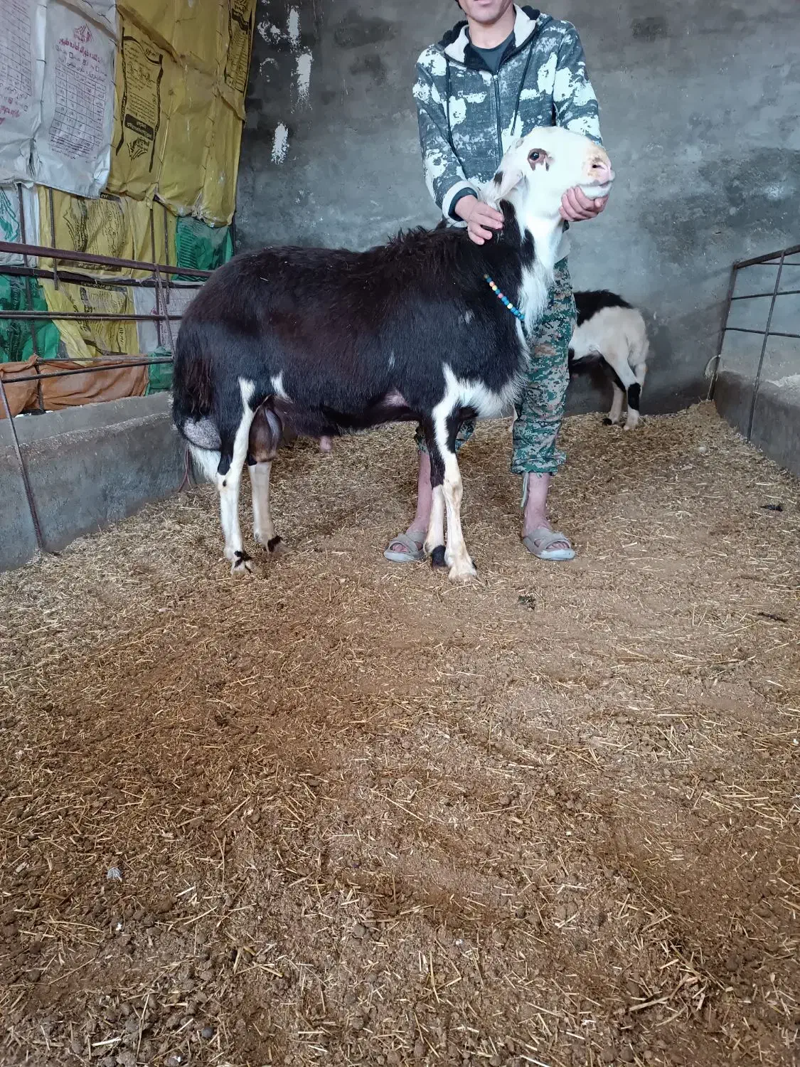 فروش بهترین قوچ کله سفیدپلنگی|حیوانات مزرعه|مشهد, کلاهدوز|دیوار