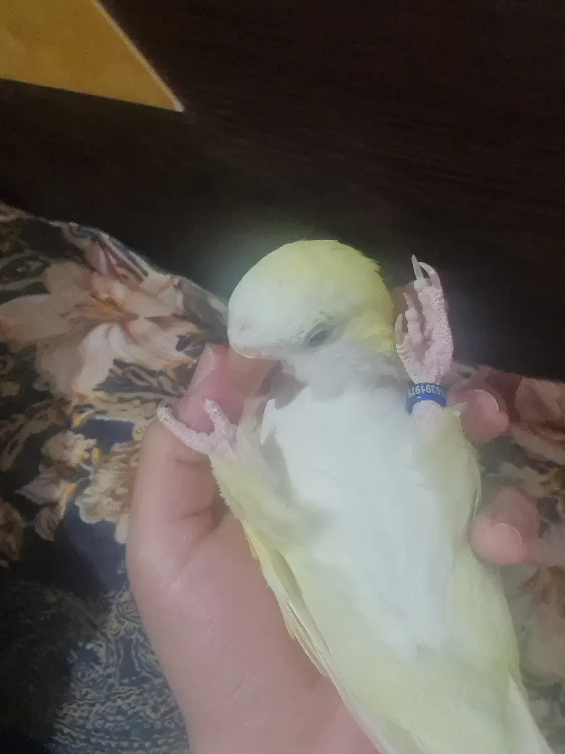 طوطی راهب کواکر کرمینو سخنگو|پرنده|تهران, افسریه شمالی|دیوار