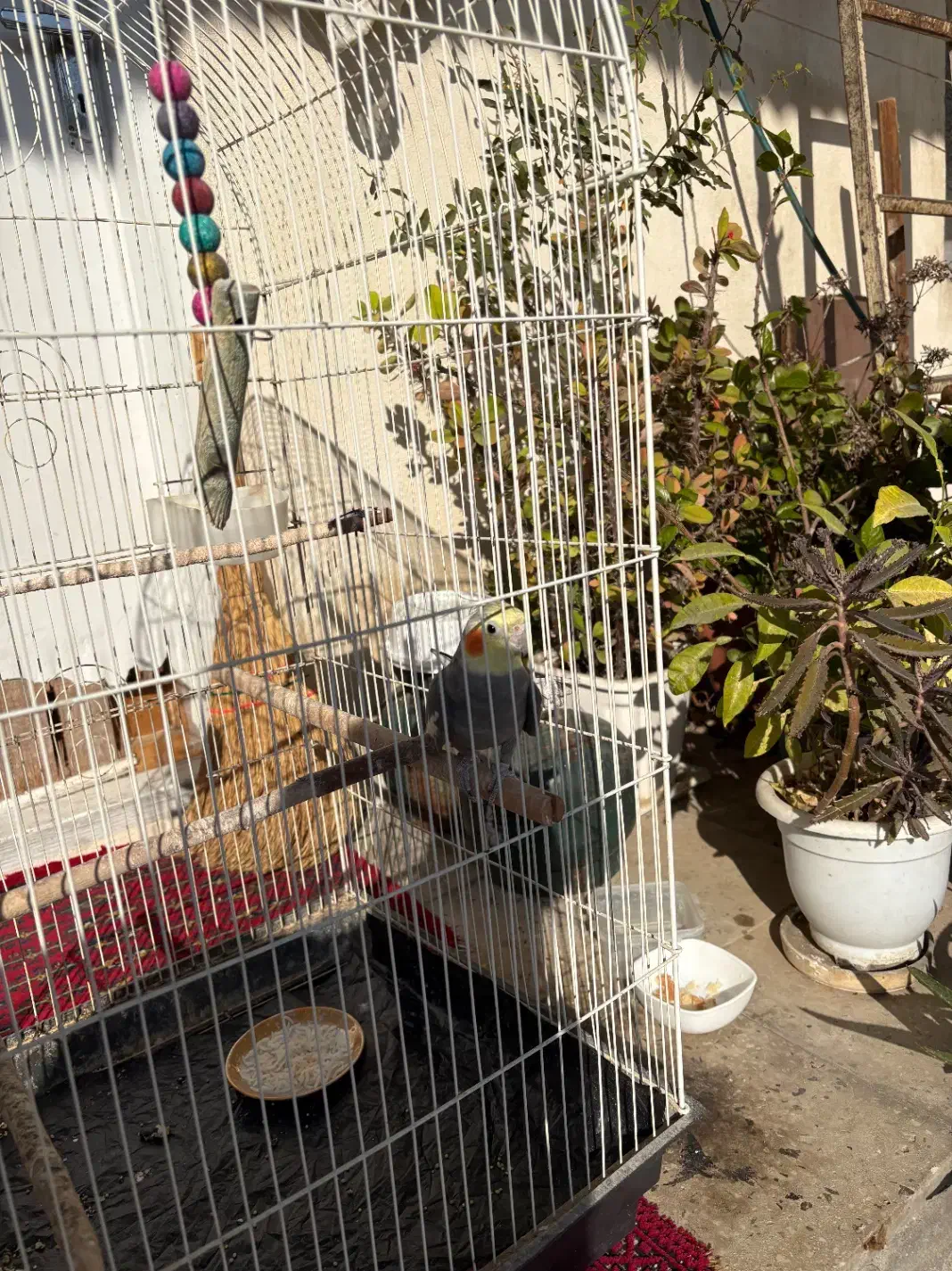 پرنده عروس هلندی سخنگو|پرنده|قائمشهر, |دیوار