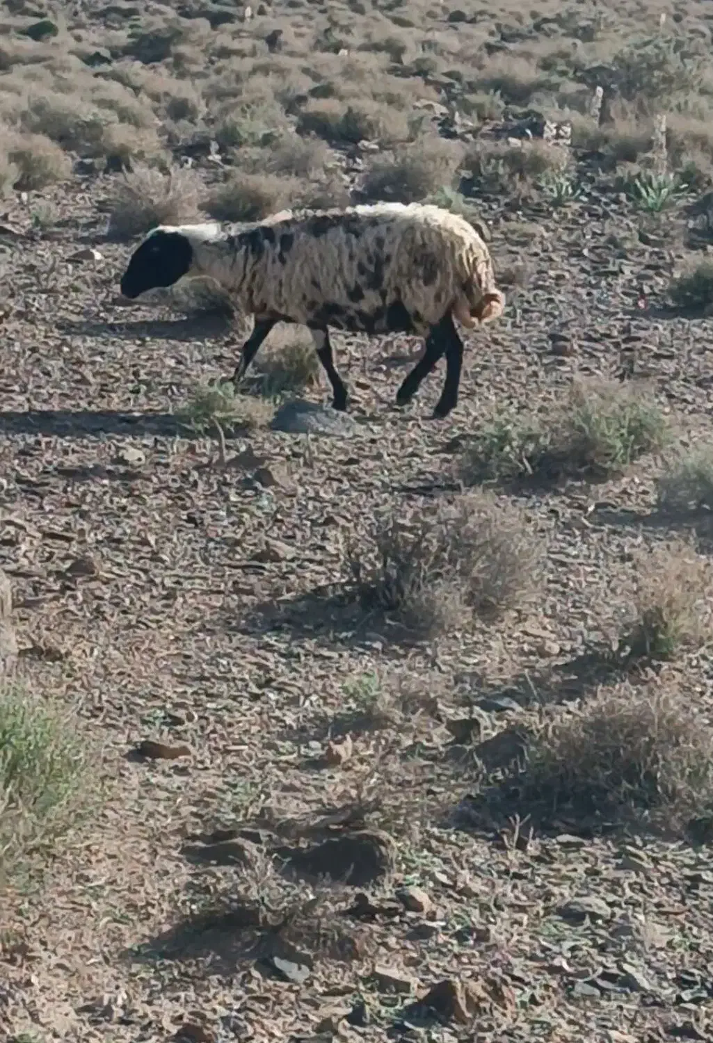 میش|حیوانات مزرعه|زرند, |دیوار