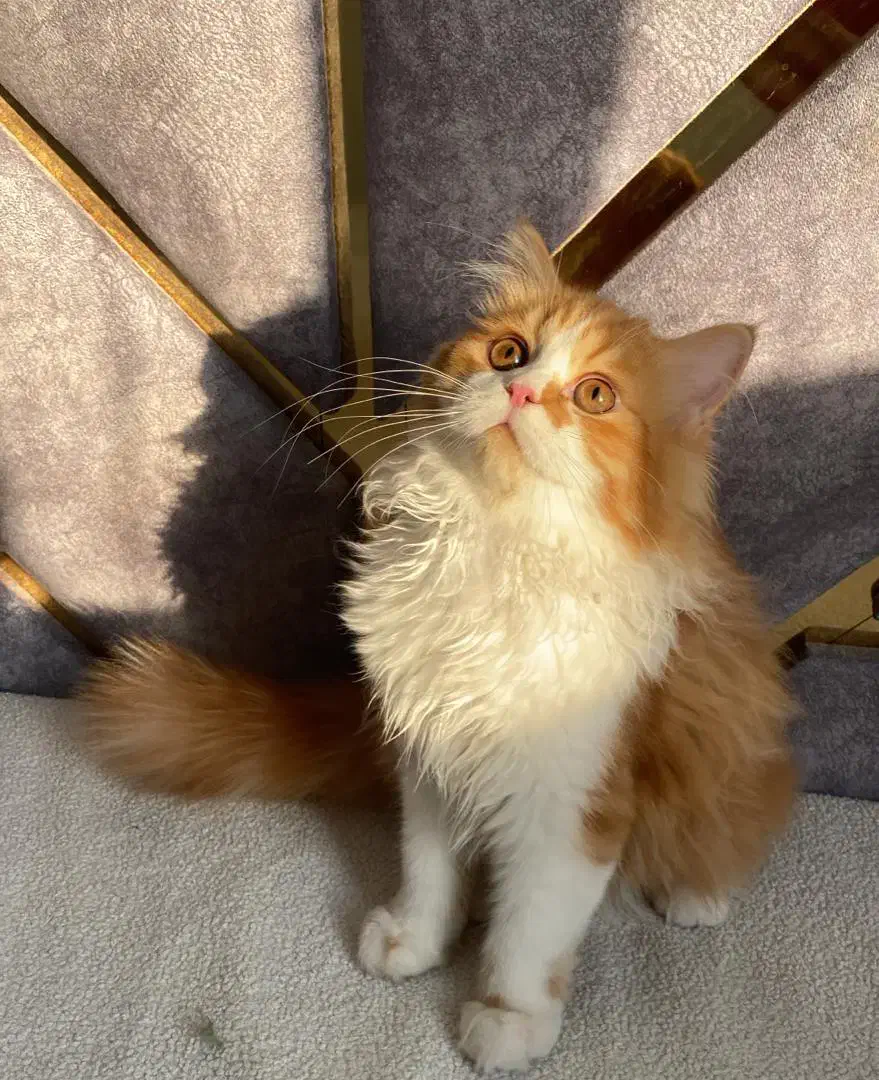 گربه پرشین|گربه|بوشهر, |دیوار