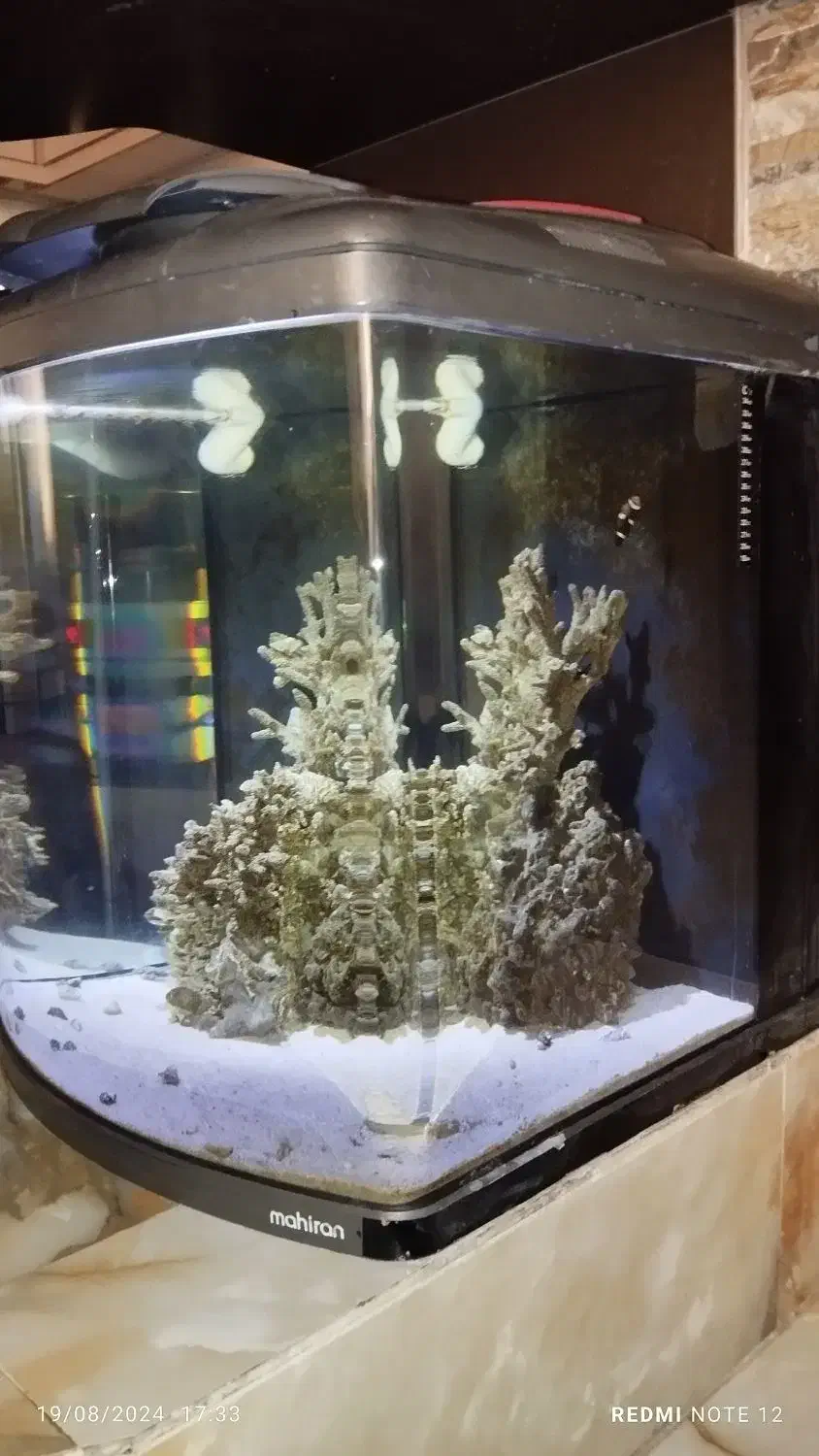 آکواریوم آب شور سفارشی ماهیران|ماهی|میانه, |دیوار