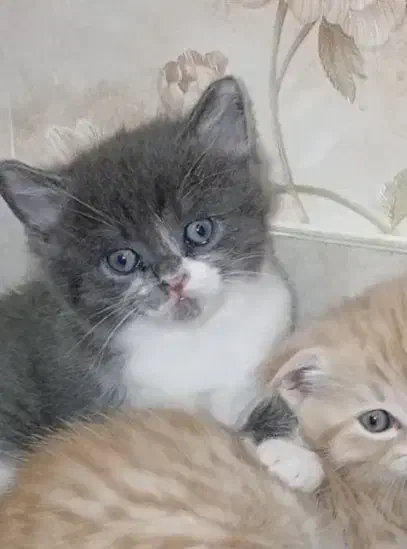 توله گربه اسکاتیش کوچولو|گربه|مشهد, عامل|دیوار