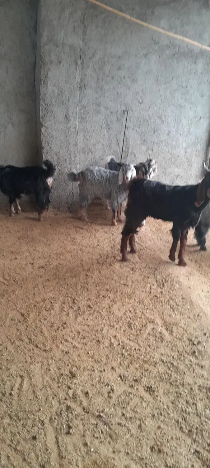 بزو بزغاله فروش|حیوانات مزرعه|آبدانان, |دیوار