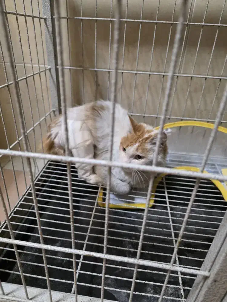 واگذاری رایگان|گربه|کرج, جهان‌شهر|دیوار