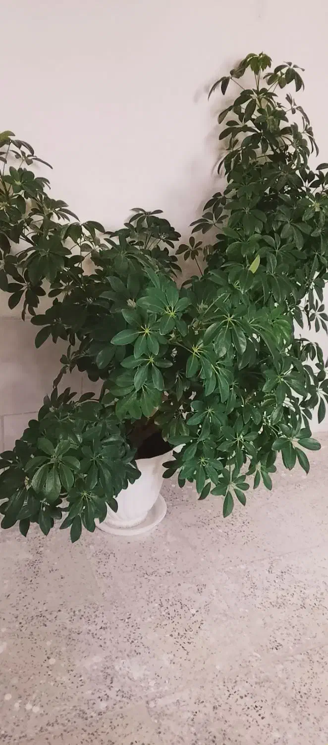 گل و گیاه طبیعی|گل و گیاه طبیعی|مریوان, |دیوار