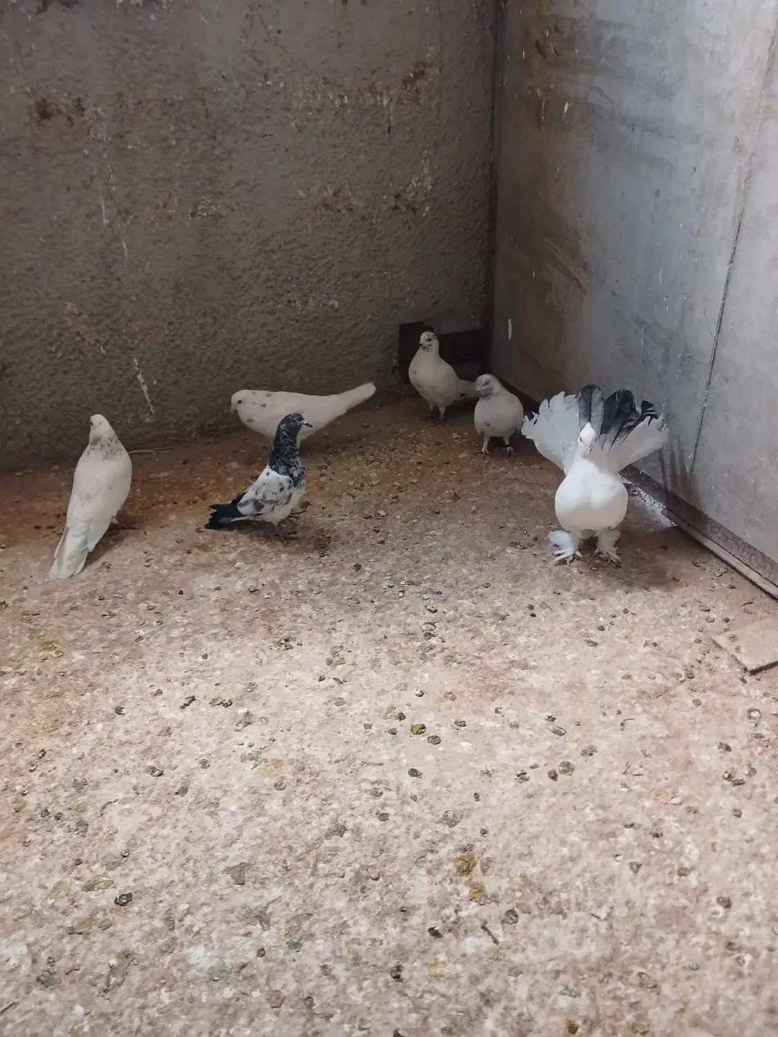 کبوتر|پرنده|نظرآباد, شهرک صنعتی سپهر|دیوار