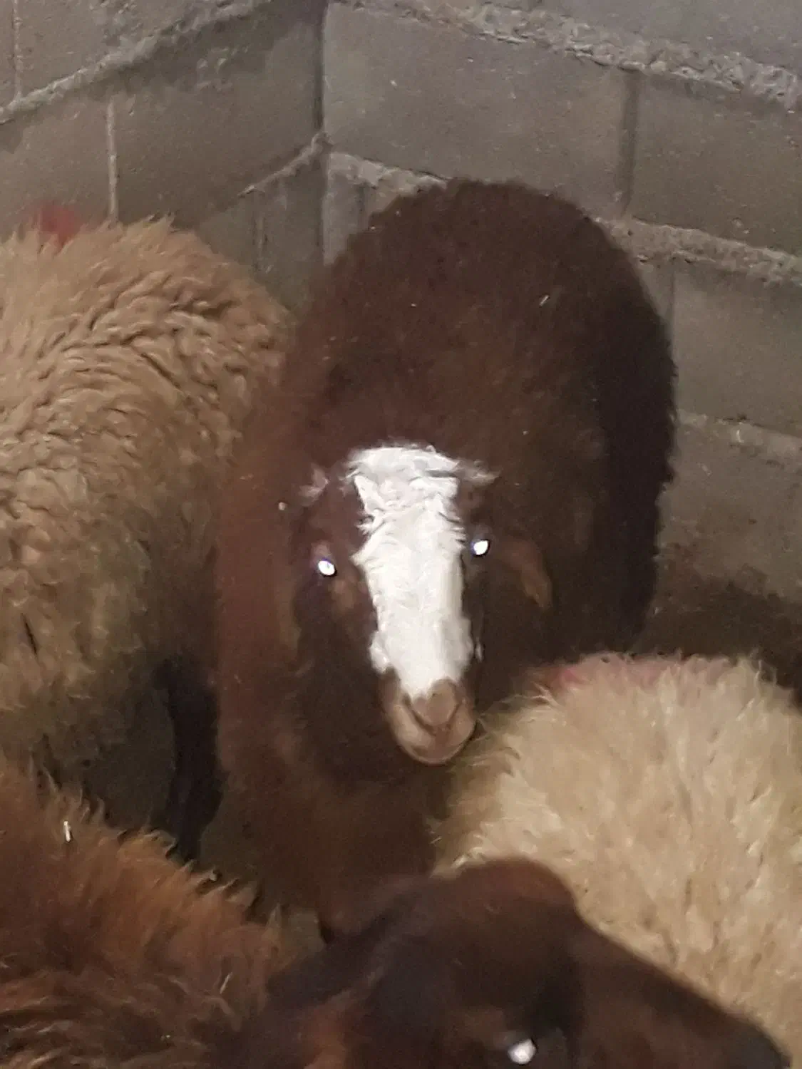 بره چاق.افشار|حیوانات مزرعه|آزادشهر, |دیوار