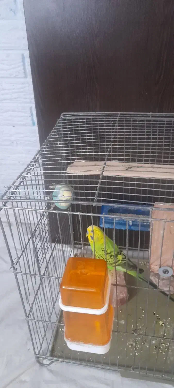 مرغ عشق|پرنده|رباط‌کریم, شهرک والفجر|دیوار