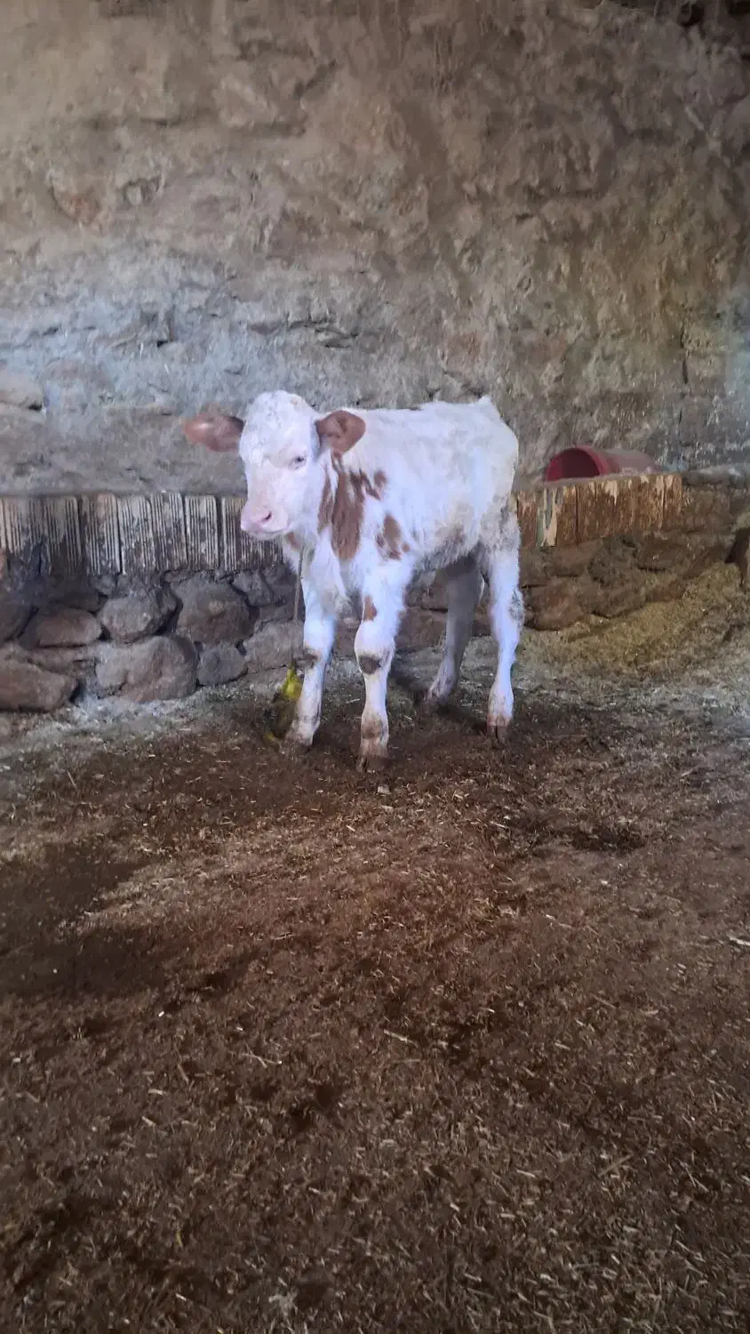 گوساله نر سمینتال|حیوانات مزرعه|مریوان, |دیوار