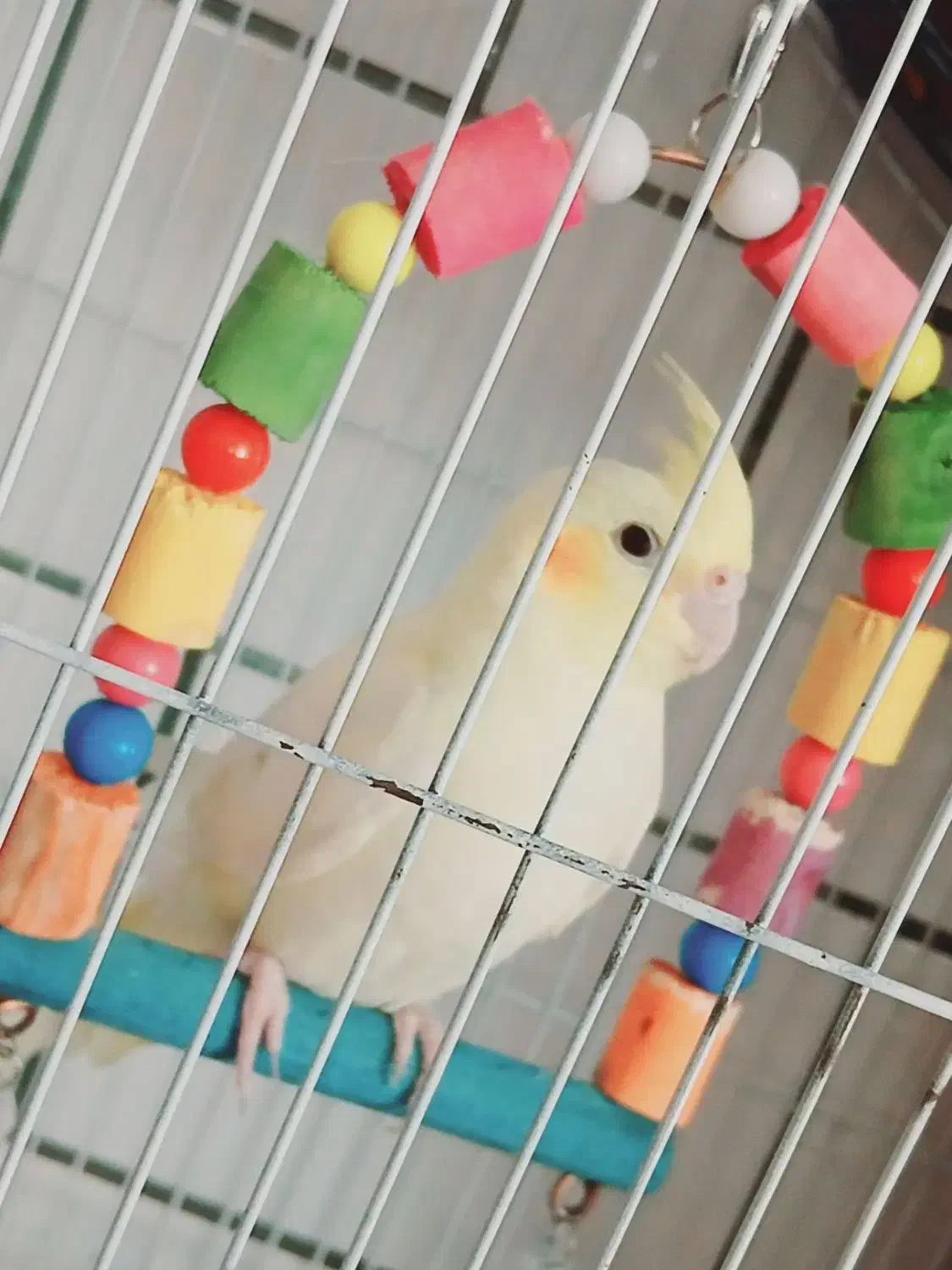 عروس هلندی فروشی|پرنده|تربتحیدریه, ترمینال|دیوار