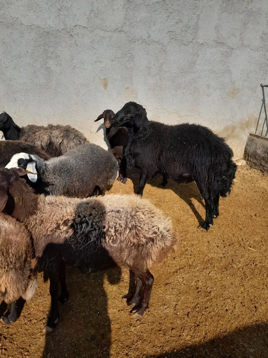 سلام قوچ قرهافشار دو ساله فوق|حیوانات مزرعه|رزن, |دیوار