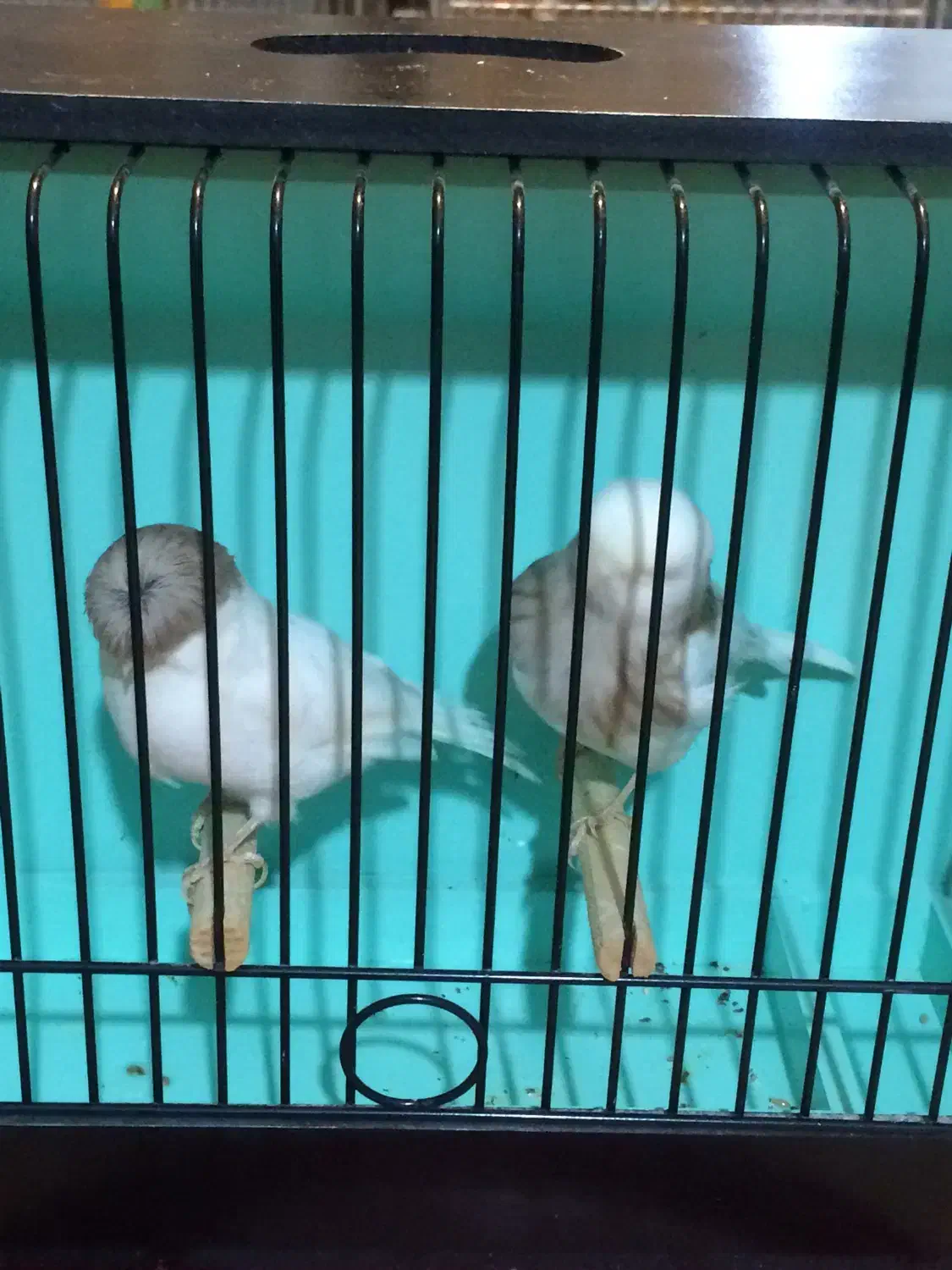 قناری گلاستر|پرنده|ری, هاشمآباد|دیوار