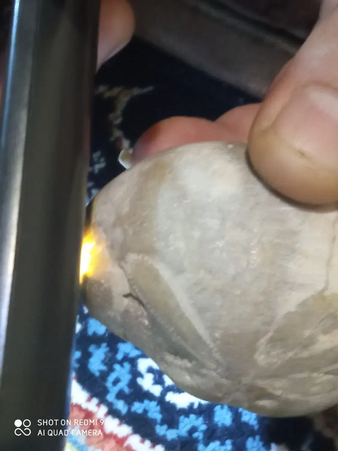 فسیل|کلکسیون اشیاء عتیقه|همدان, |دیوار