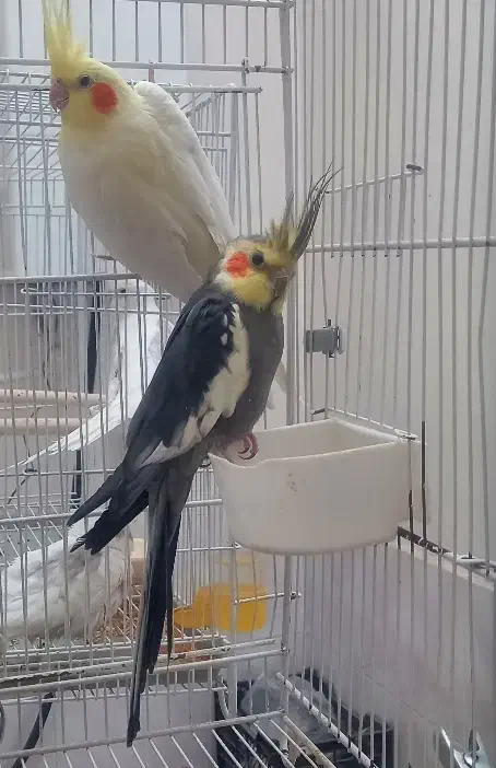 جفت مولد عروس هلندی|پرنده|فردوس (خراسان), |دیوار