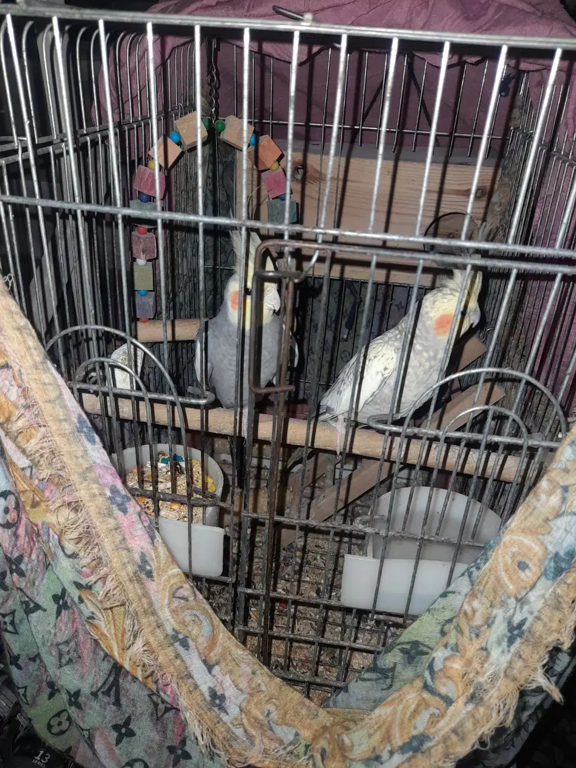 عروس هلندی|پرنده|رشت, کاکتوس|دیوار