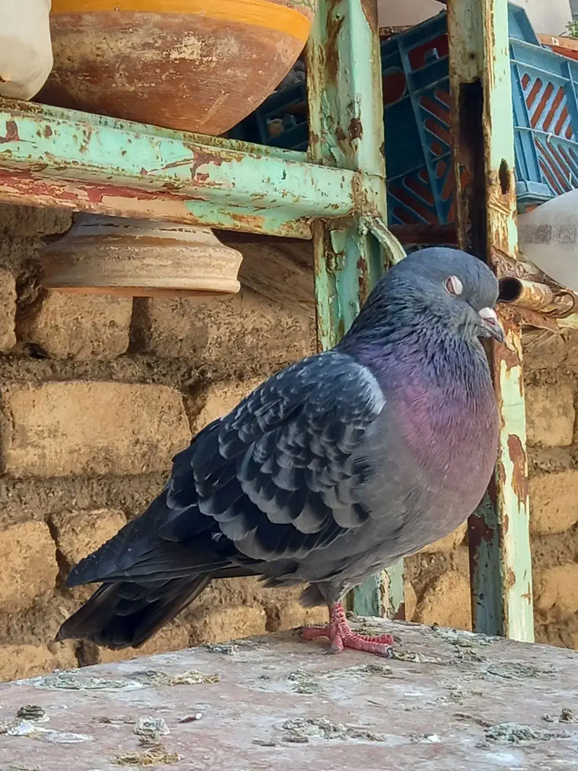 تعدادی کفترپرشی|پرنده|هرسین, |دیوار