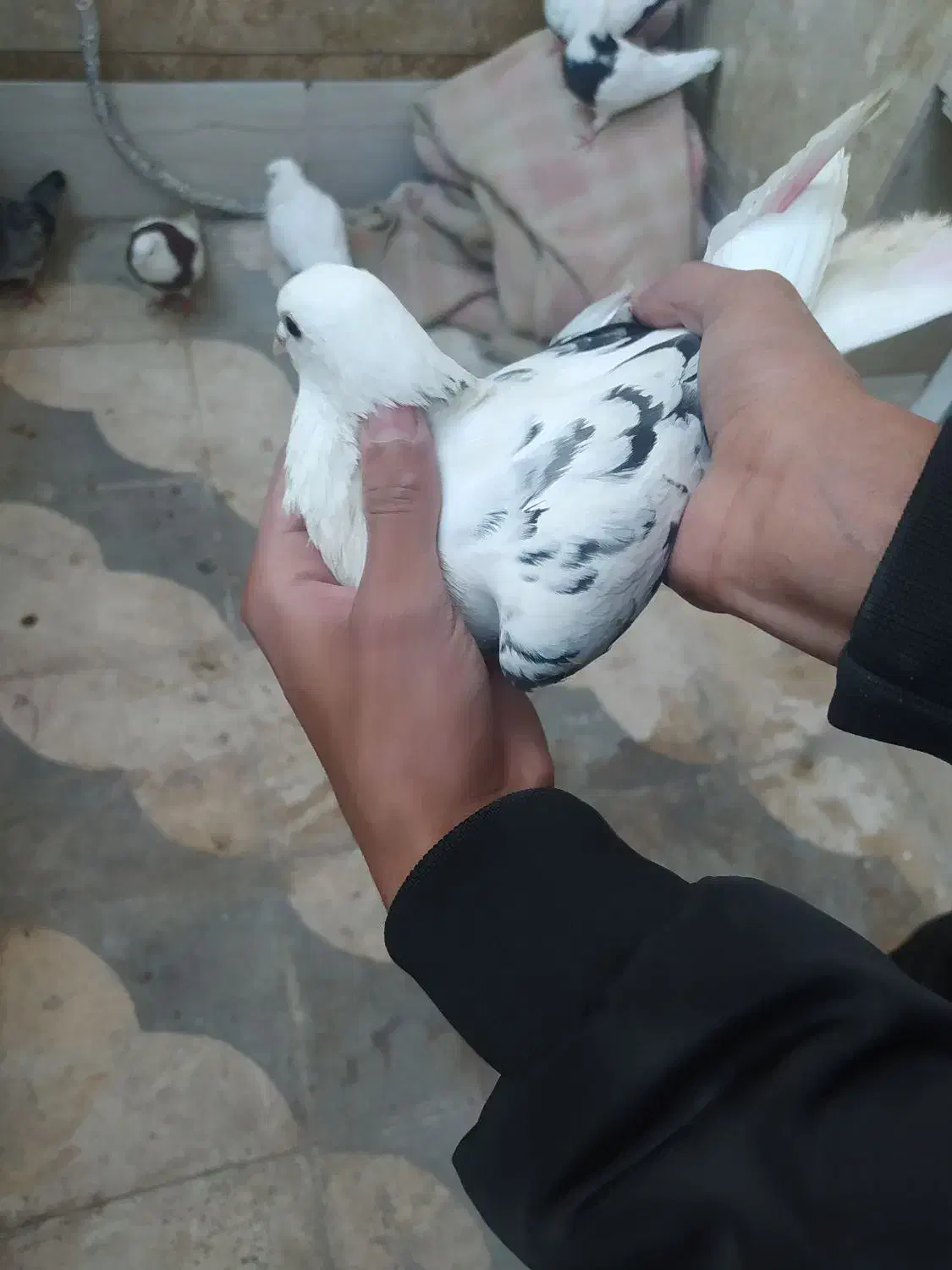 کفتر یا کبوتر|پرنده|شیراز, کوشک میدان|دیوار