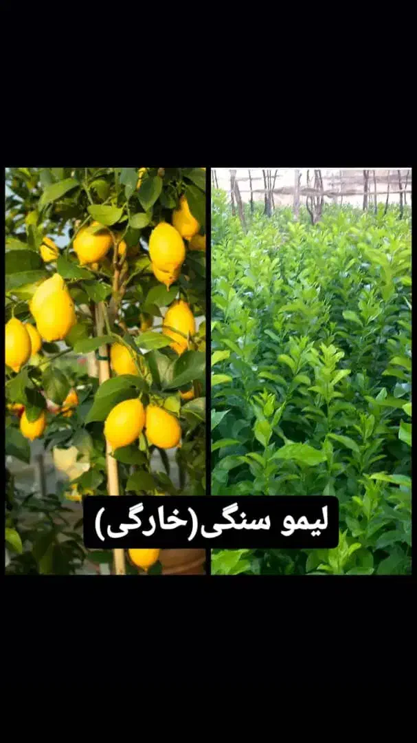 فروش انواع نهال مرکبات و سیاه درخت|خدمات باغبانی و درختکاری|شیراز, شهرک مدرس|دیوار