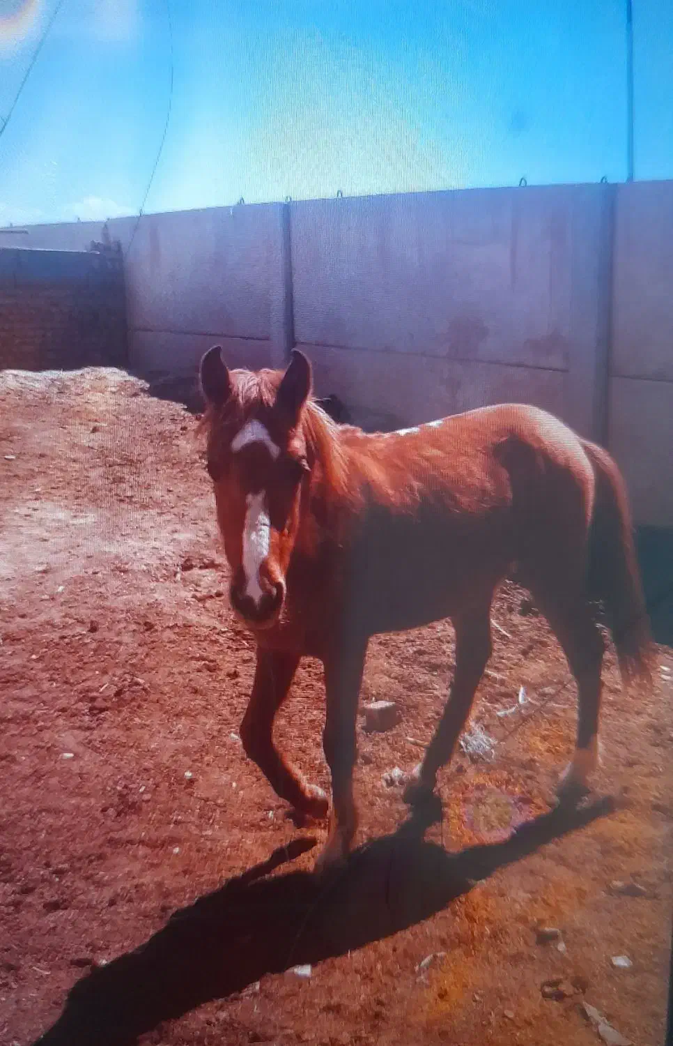 اسب|اسب و تجهیزات اسب‌سواری|نیشابور, شهید بهشتی|دیوار