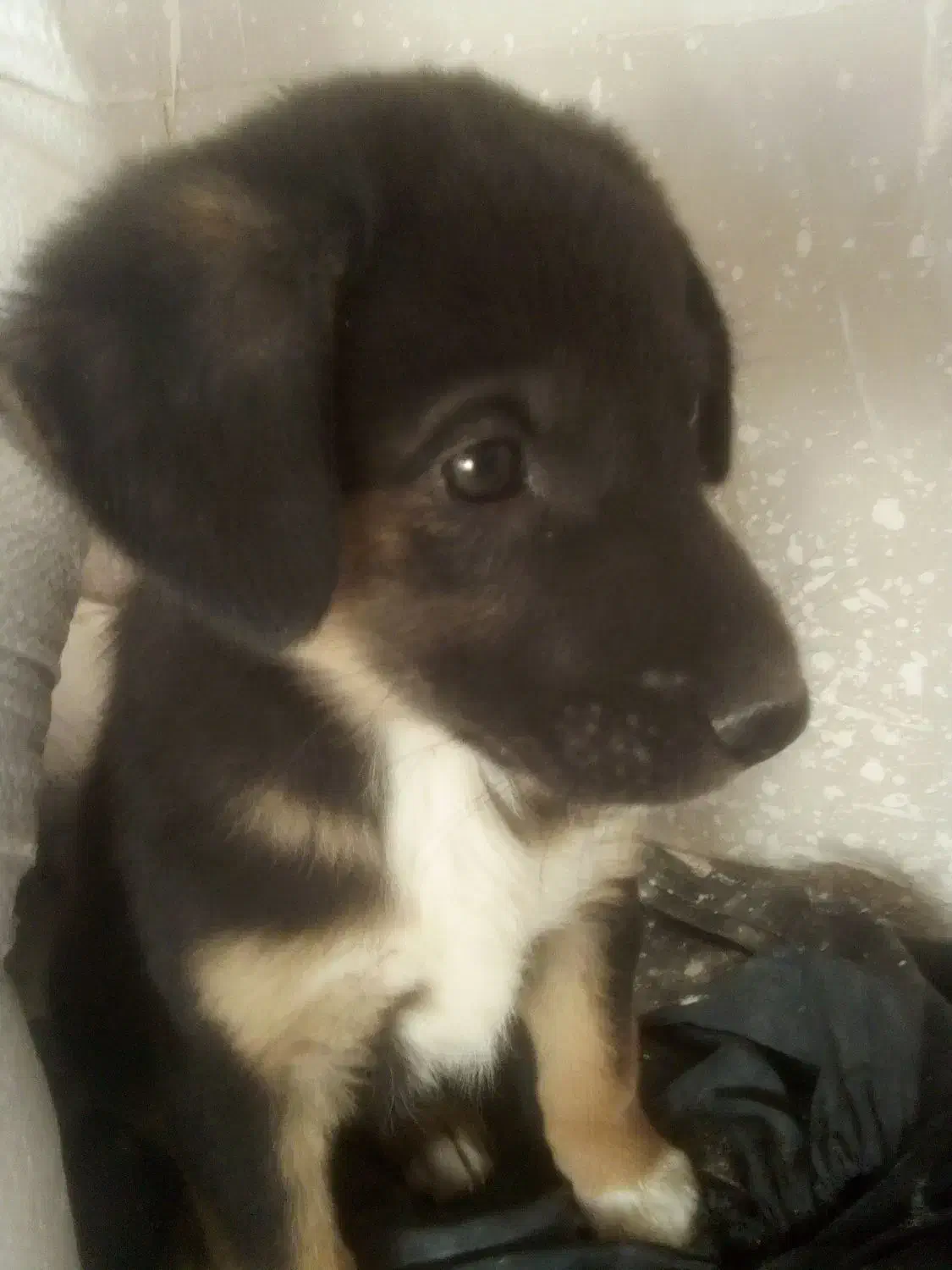 سگ گمشده|حیوانات|امیدیه, |دیوار