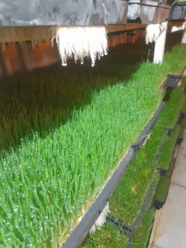 فروش علوفه هیدروپونیک دام سبک پرواری وسنگین شیری|حیوانات مزرعه|سبزوار, چهارراه فرودگاه|دیوار