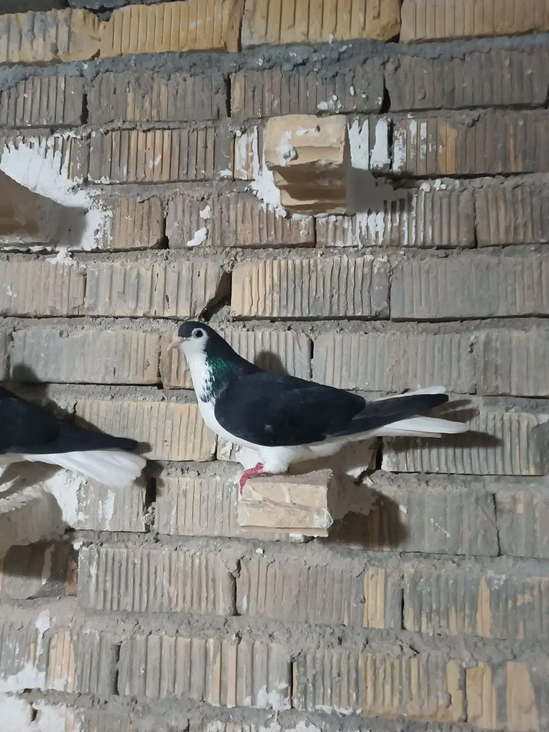 چپ ماده|پرنده|مرودشت, دولت آباد|دیوار