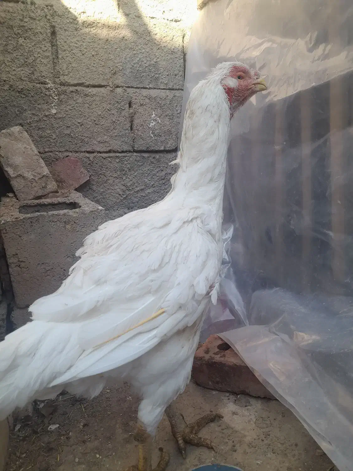 مروغ لاری نداشتن جا بفروش میرسد|حیوانات مزرعه|بکتاش, |دیوار