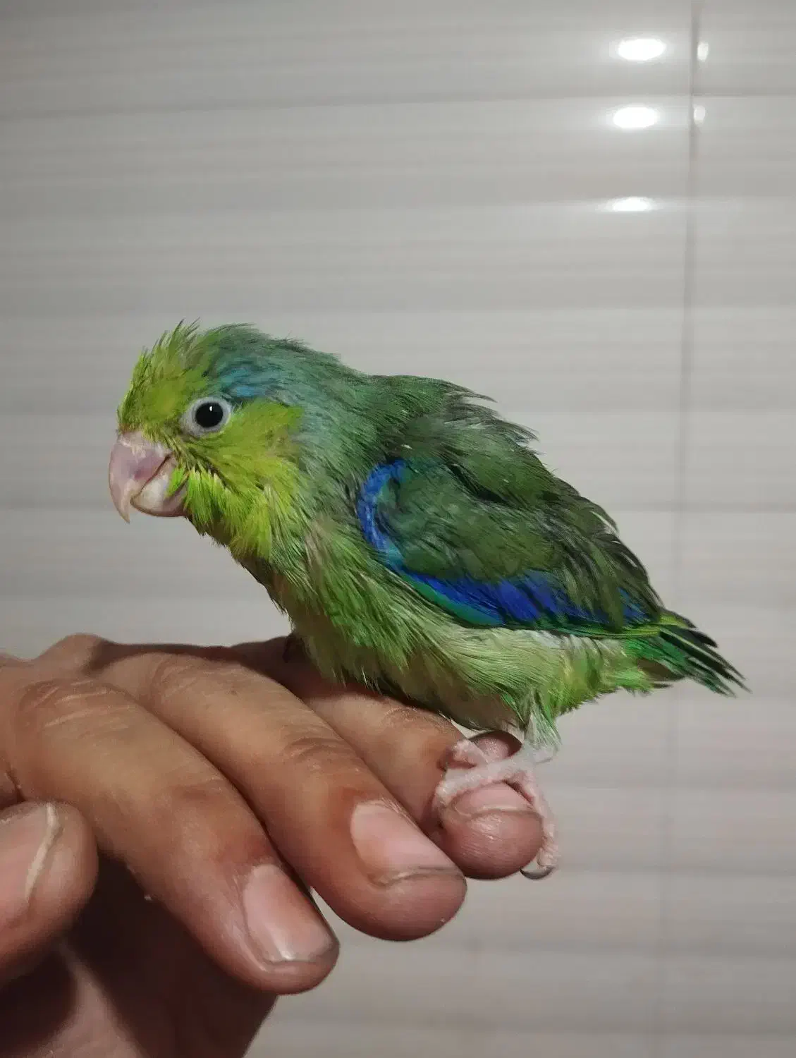 جوجه جفت پروتلت|پرنده|ری, شهادت|دیوار