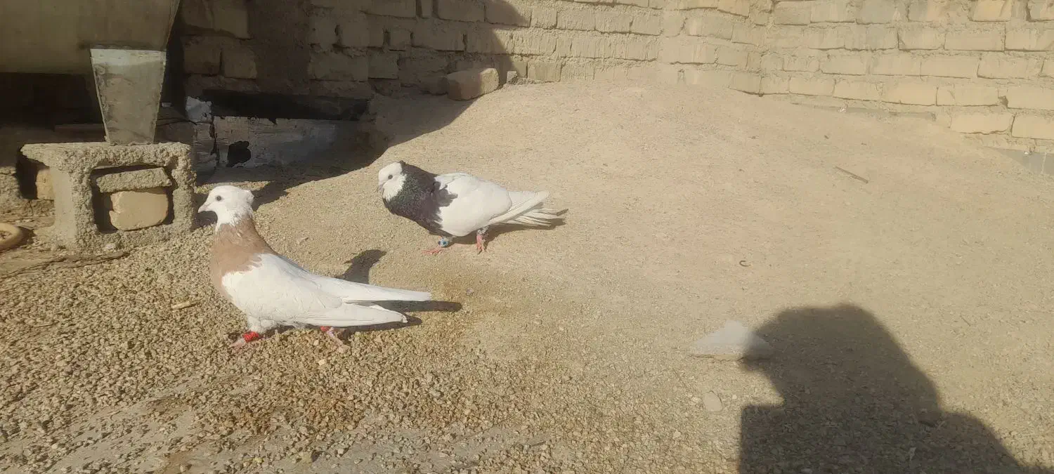 طوقی|پرنده|شیراز, بید زرد|دیوار