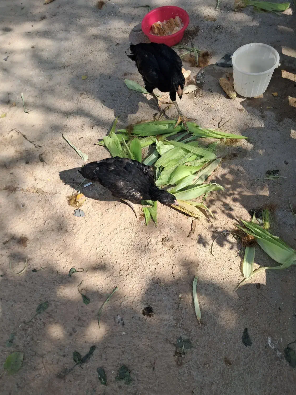 مرغ گلین|حیوانات مزرعه|اسلامشهر, کاشانک|دیوار