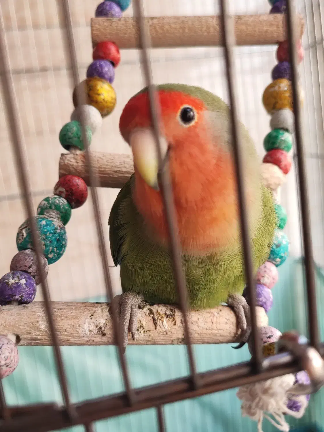 طوطی برزیلی|پرنده|ری, ملکآباد|دیوار